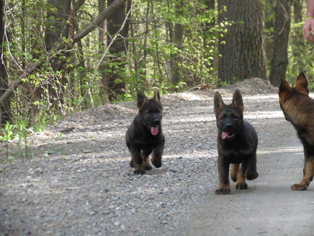 Konigsdorf Shepherds dog photo