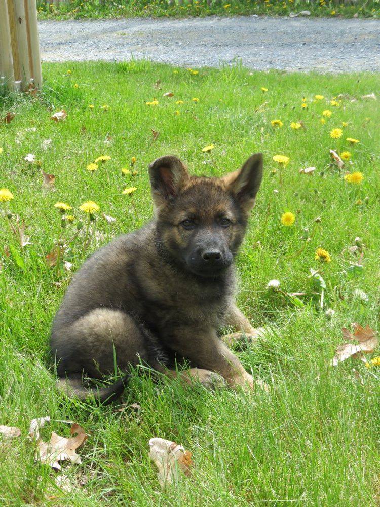 Konigsdorf Shepherds dog photo