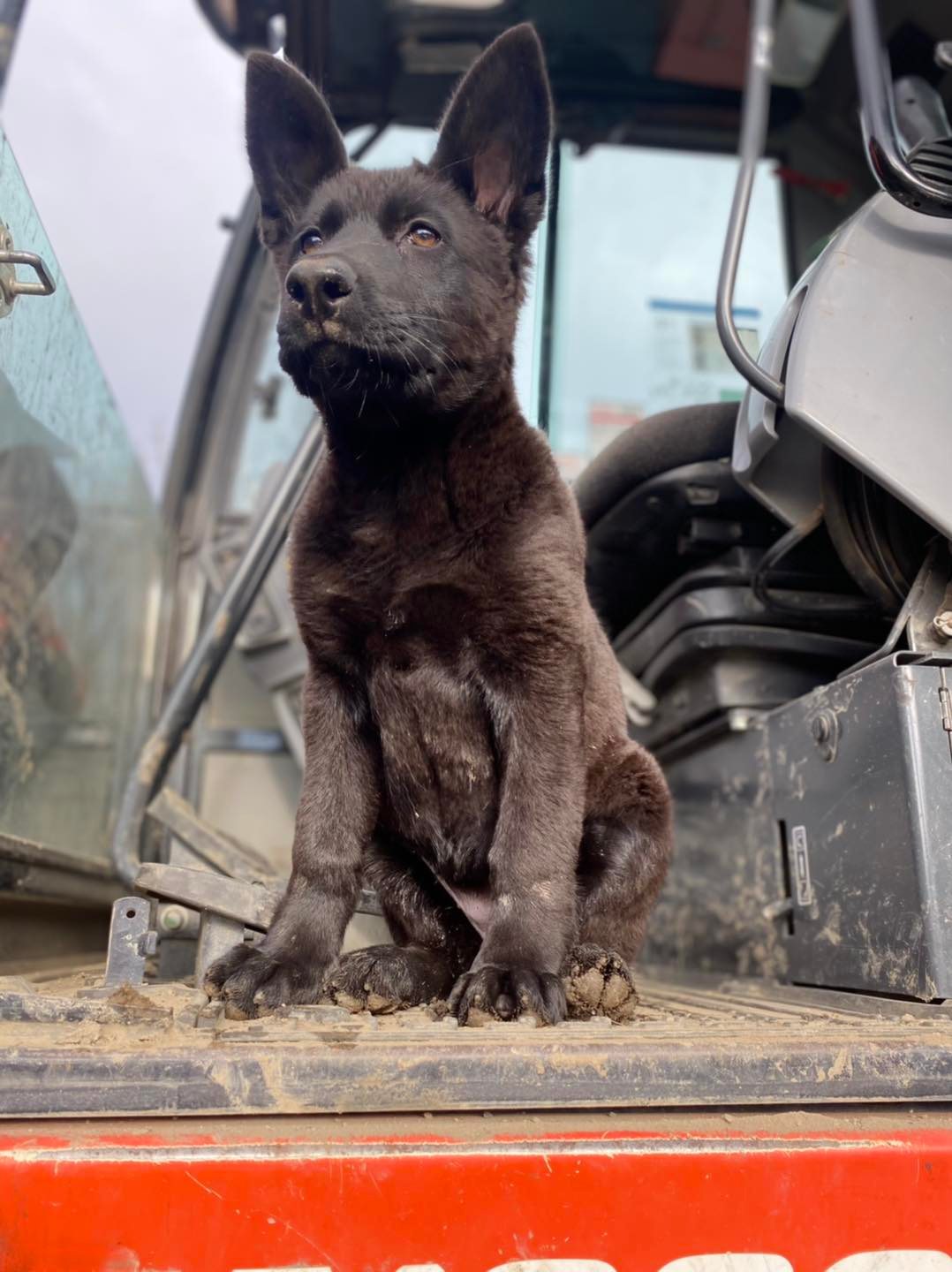 Konigsdorf Shepherds dog photo