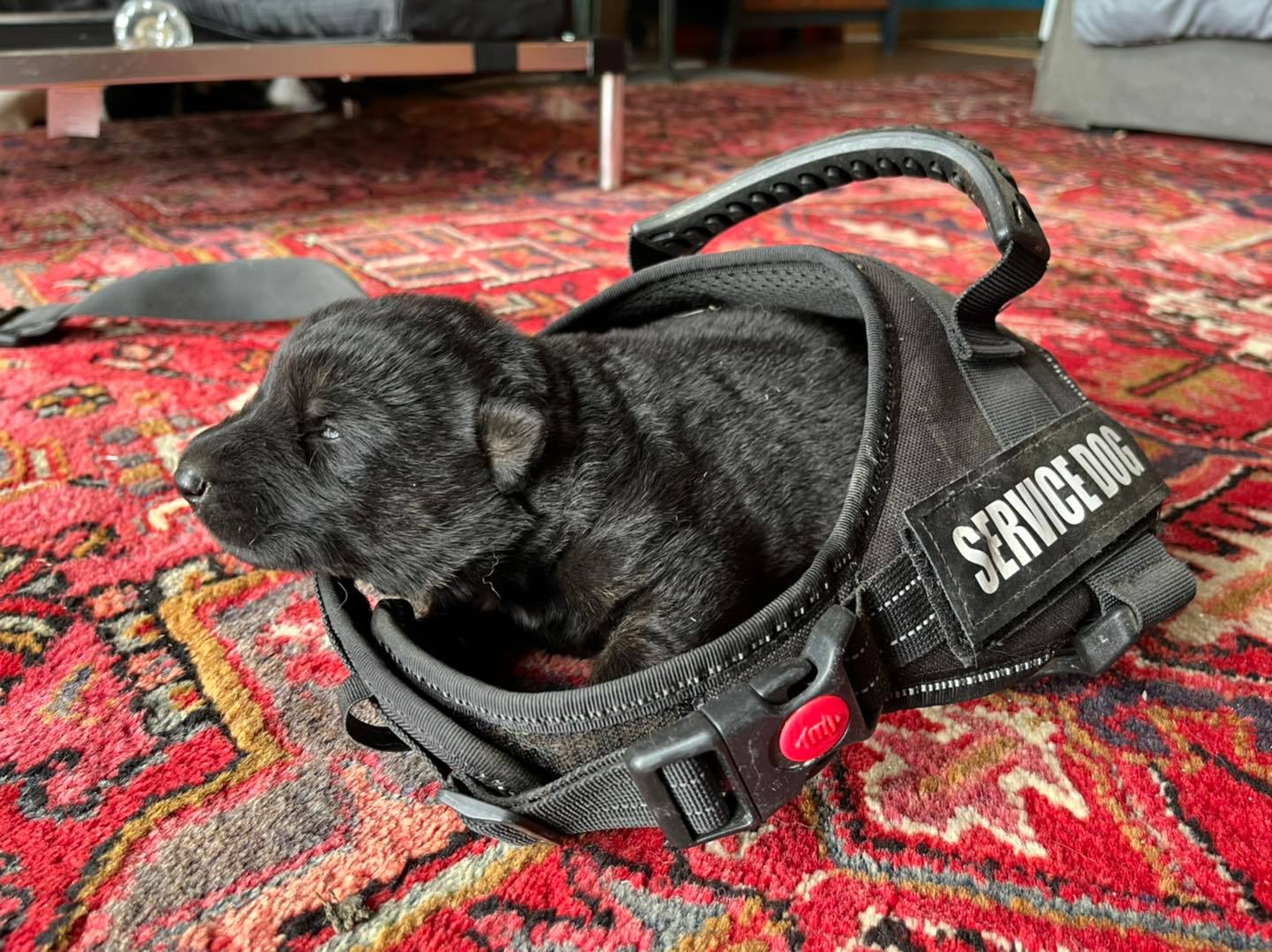 Konigsdorf Shepherds dog photo