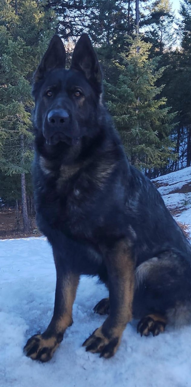 Konigsdorf Shepherds dog photo