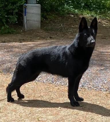 Konigsdorf Shepherds dog photo